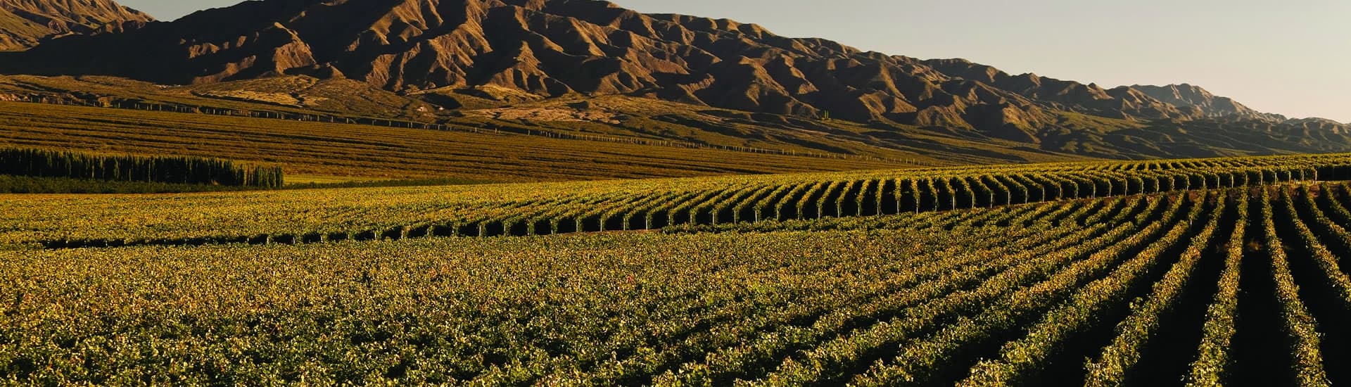 Experiencia Caminos del Vino